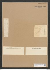 Nitzschia perpusilla Rabh. (de-Toni-Nr.: Genus 47, Species 2138) Zeichnungen Sammlung Grunow Nr. 4306 (NHMW-BOT-W0372326)